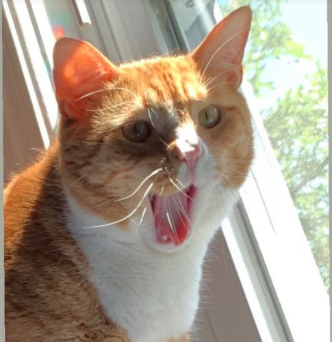 orange cat with its mouth open mid-yawn; photo by Liberty Hardy