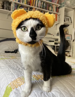 Black and white cat wearing a yellow cap that makes her look like a lion.