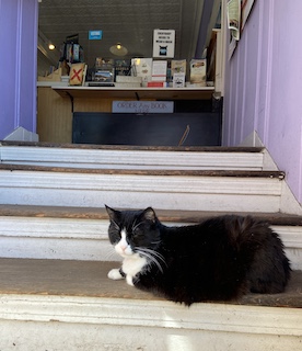 A black and white cat sitting on the steps of a bookstore entrance.