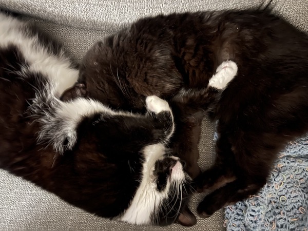 two mostly black cats asleep on their sides, with the rightmost cat's head pressed against the leftmost cat's chest