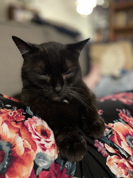 black cat perched on a woman's lap, who is wearing a pink and black floral skirt