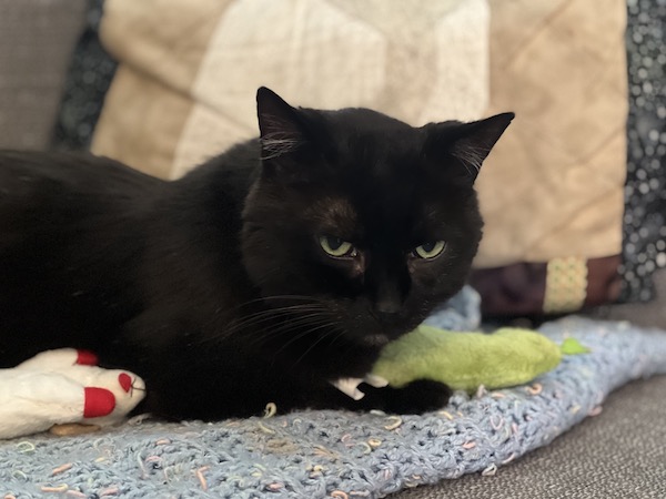 black cat sitting on a couch with a plush catnip pickle between its paws and a plush lamb next to its side