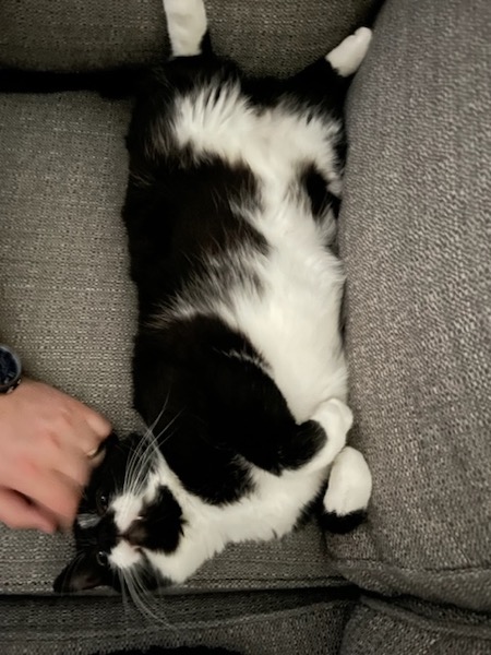 black and white cat laying on its back showing its stomach while someone off screen scratches its head