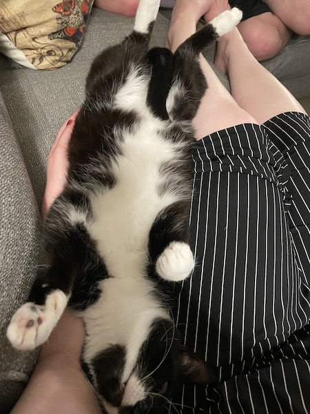 black and white cat stretched out on its back with its front paws in the air, sitting next to a woman in a black and white striped outfit