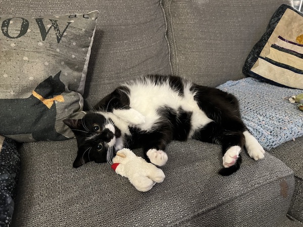 black and white cat laying on its side next to a small stuffed lamb