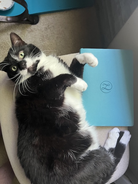 black and white cat laying on its side next to a teal notebook