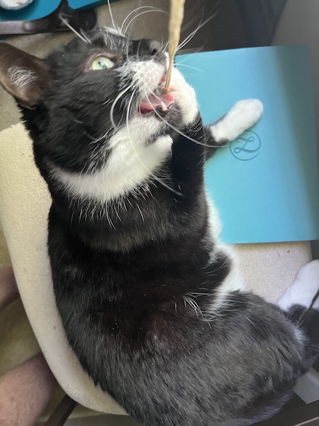 black and white cat laying next to a teal notebook, and chewing on a dangling blind cord