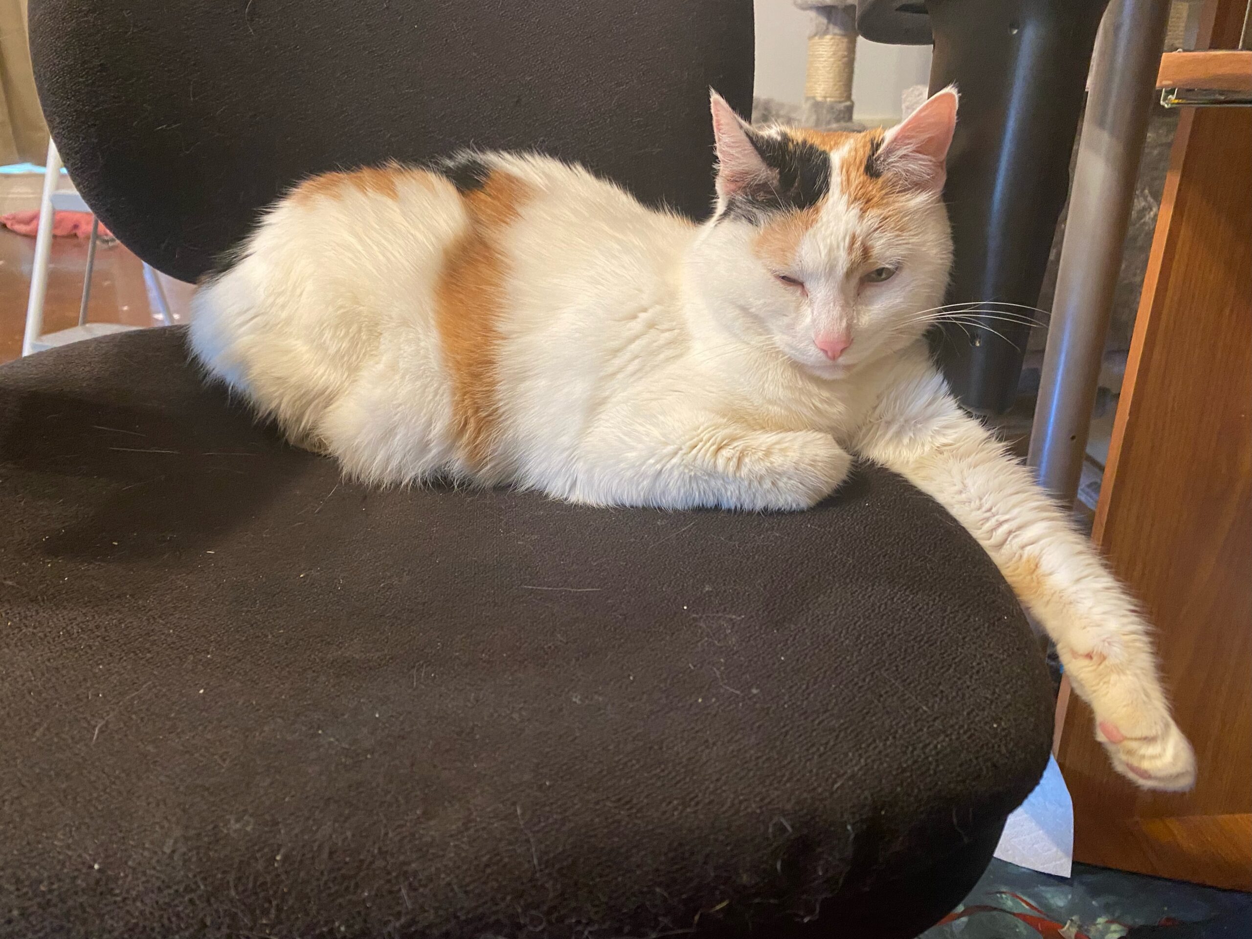 calico cat on a black chair 