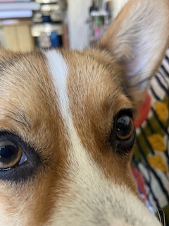 Close up of a tri-color corgi's face.