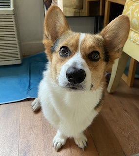 A one-year-old trim-color corgi looks at the camera in expectation.