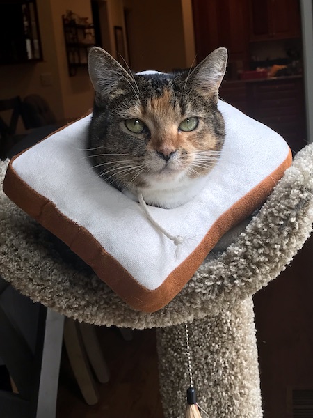 calico cat sitting on a cat tree with a large protective cone collar that's shaped like a piece of bread
