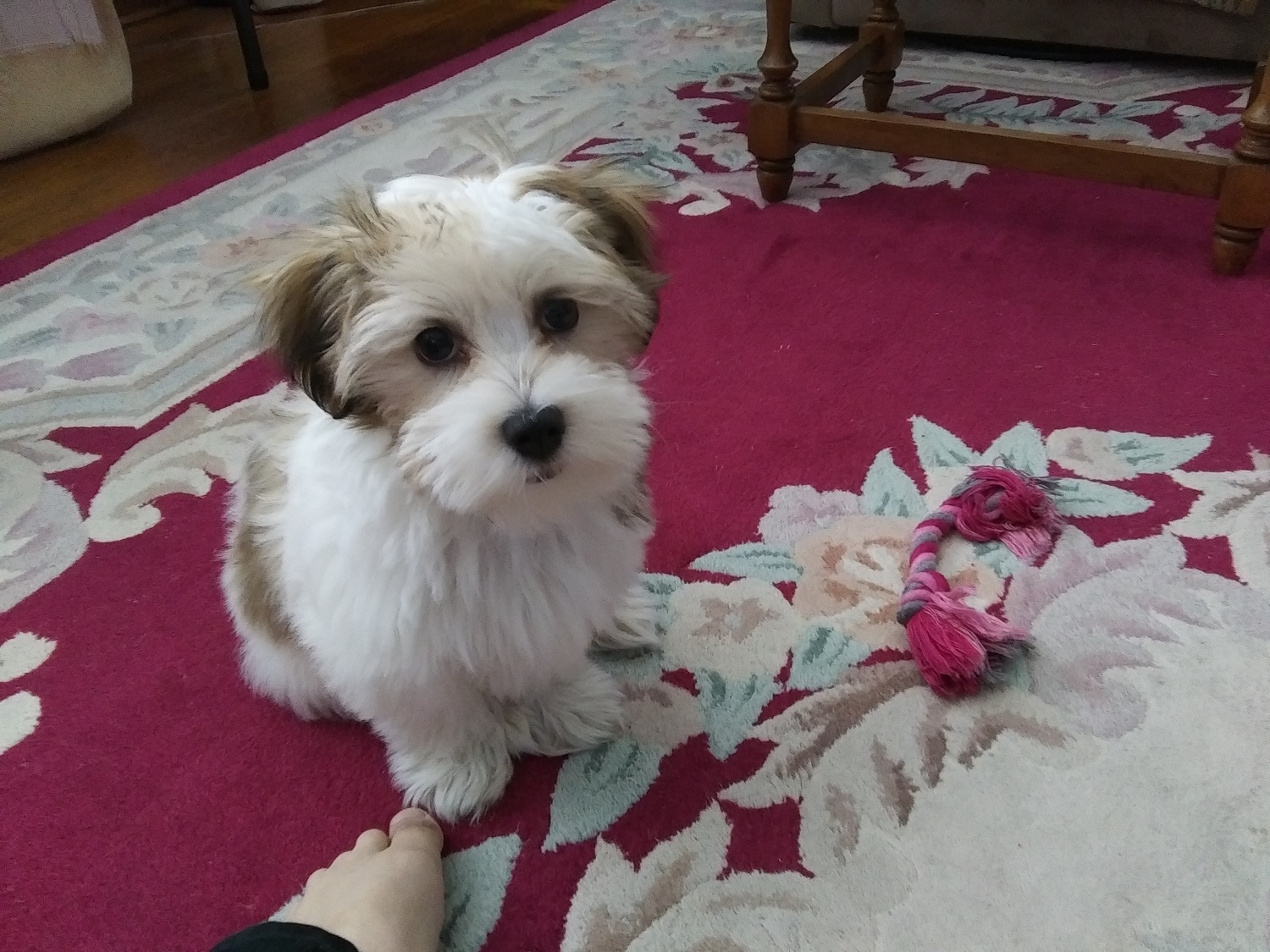 A 14-week-old Havanese puppy sitting and looking at the camera