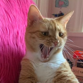orange cat yawning really wide; photo by Liberty Hardy