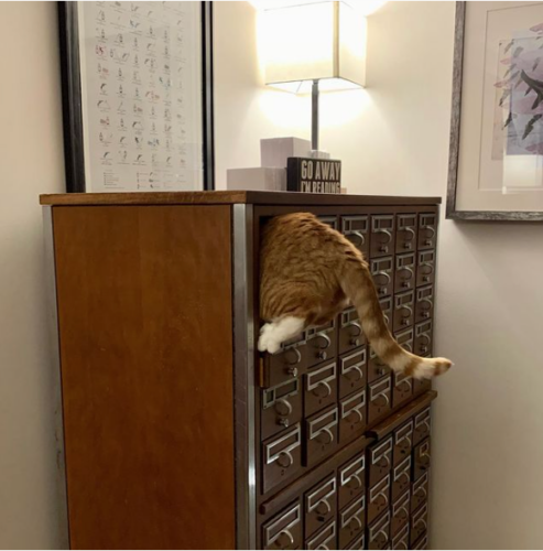 the back half of an orange cat sticking out of the drawer of a card catalog; photo by Liberty Hardy