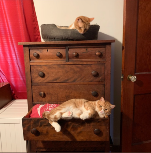 two orange cats, one on top of a dresser and one in an open dresser drawer; photo by Liberty Hardy