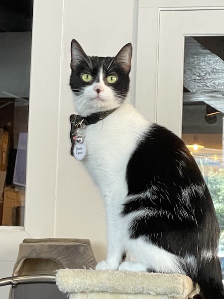 black and white cat sitting on top of a scratching post