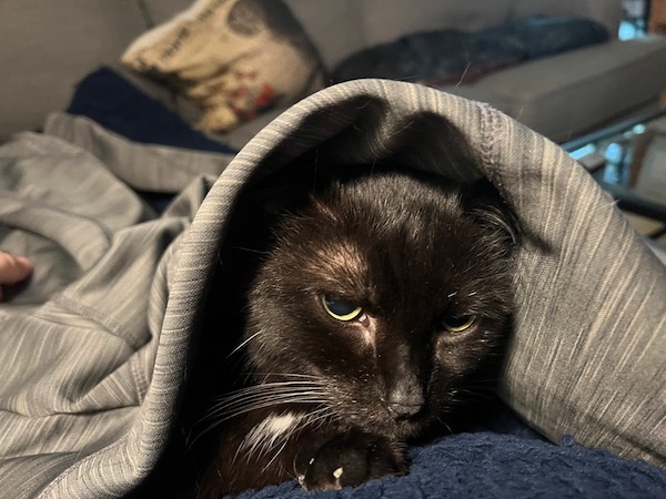black cat laying underneath a gray shirt that looks like it's wearing a Star Wars sith hood