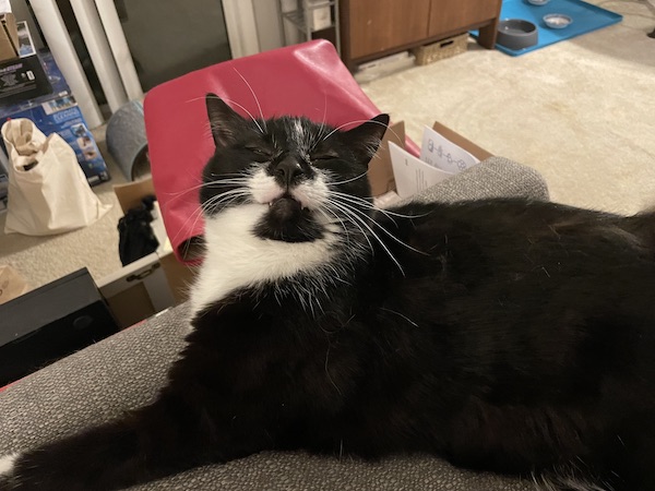 black and white cat laying on its side smiling at the camera