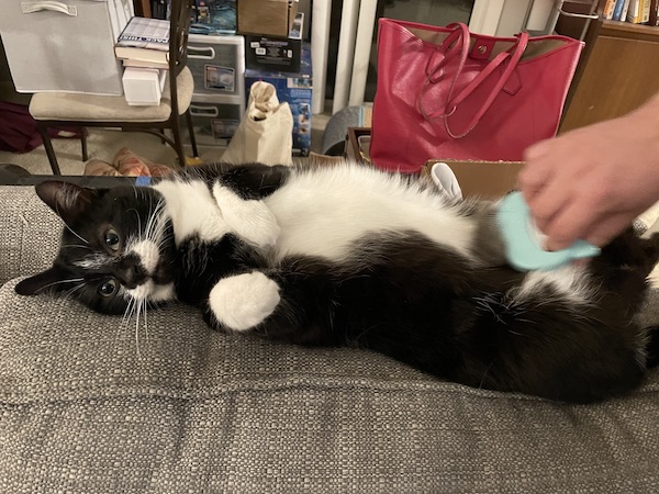 black and white cat laying on its back getting its stomach brushed
