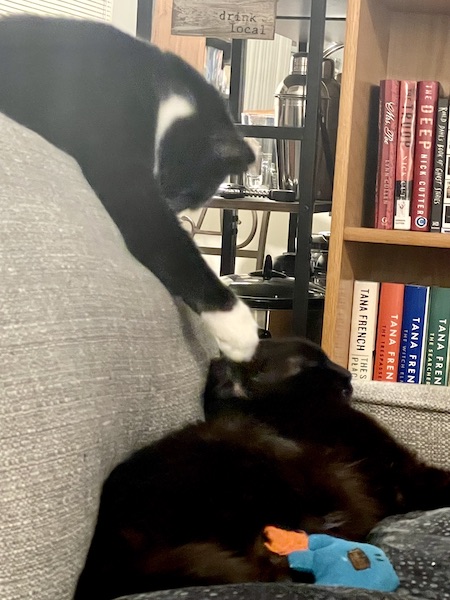 a black and white cat sitting above a black cat, tapping the black cat on the head with its paw