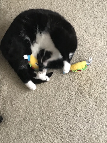 black and white cat rolling on the floor with two fish taco cat toys