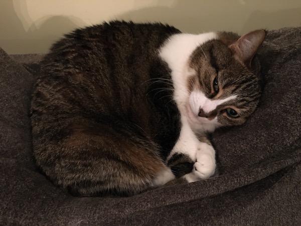 brown and white cat curled into a ball