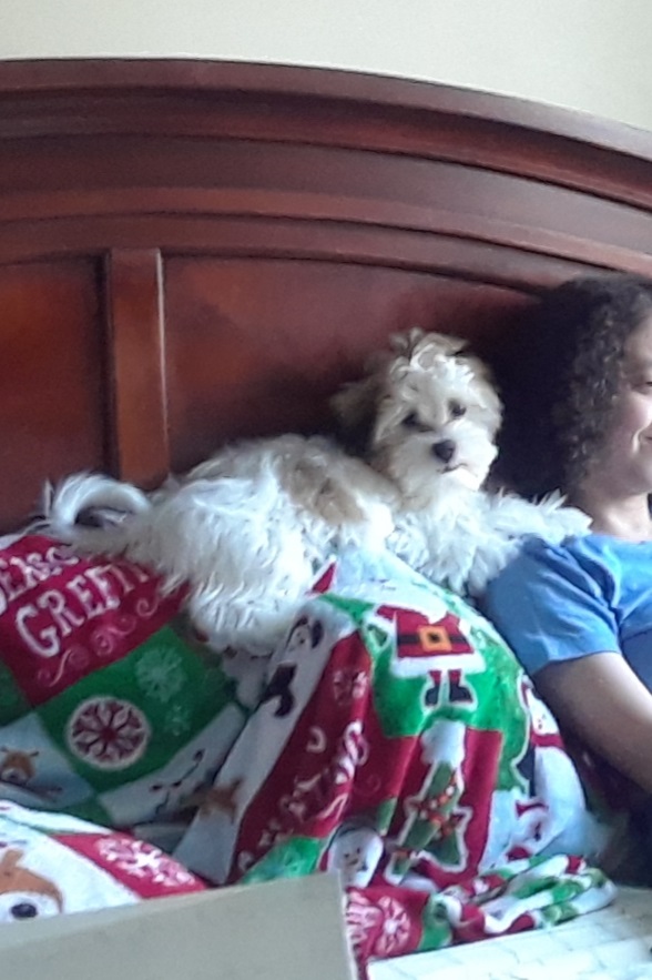 A Havanese puppy perches atop some pillows right by the shoulder of the hard-at-work author