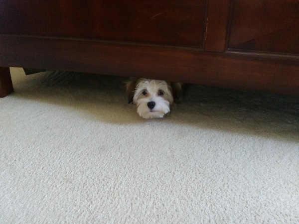 A Havenese puppy's face peers out from under a bed