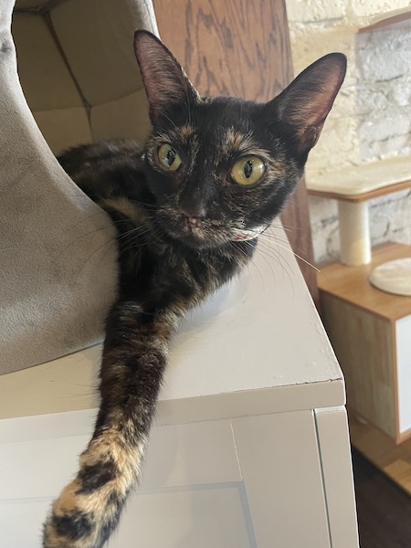 tortie cat sleeping in a cat bed with its front paw outstretched