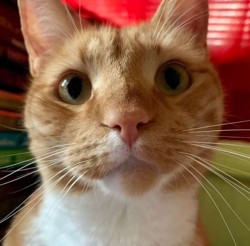 close up of an orange cat's face; photo by Liberty Hardy