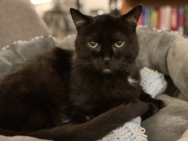 black cat sitting in a gray cat bed on top of a light blue blanket