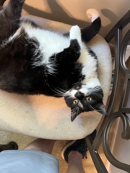 black and white cat laying upside down on a dining room chair
