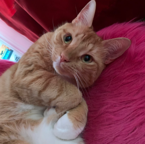 orange cat making cute eyes at the camera; photo by Liberty Hardy