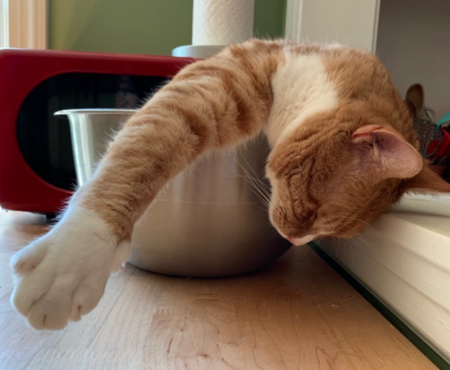 orange cat sleeping in a silver mixing bowl with its head hanging over the side; photo by Liberty Hardy