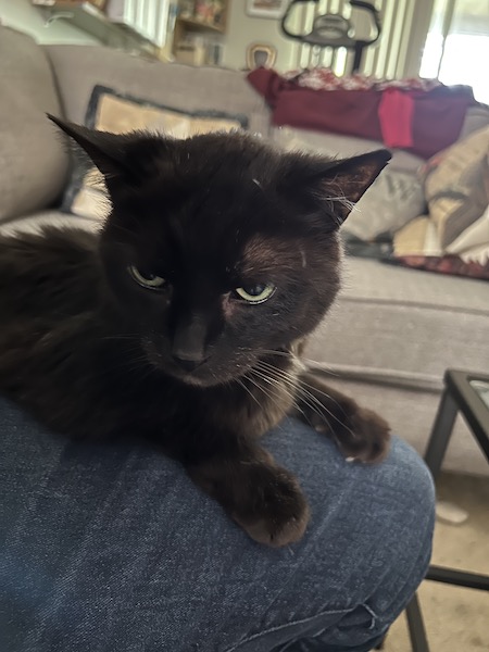 grumpy-looking black cat sitting on a person's leg