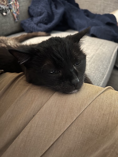 black cat resting its head on a person's thigh