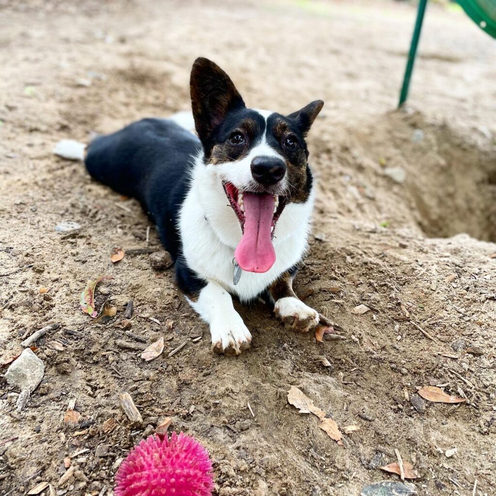 a photo of Gwen, a black and white Cardigan Welsh Corgi, sitting with her pink ball