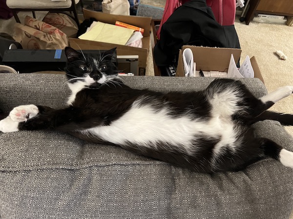 black and white cat laying on its back and showing off its tummy