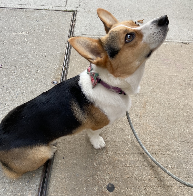 Tri-color corgi wearing a bow tie looking up for a treat