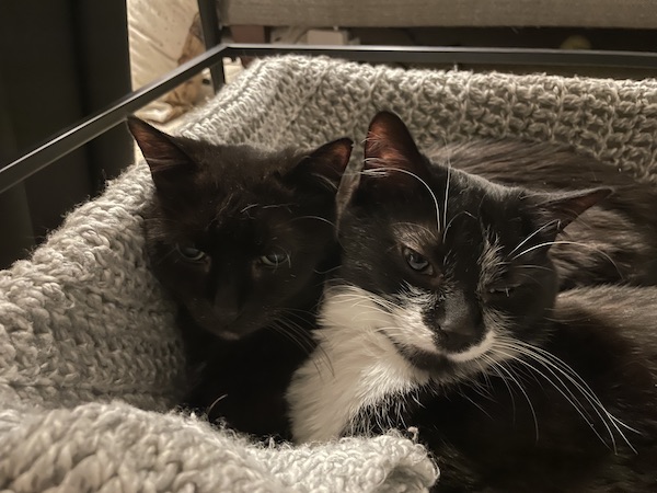 black cat and black and white cat laying in a basket with their heads pressed together