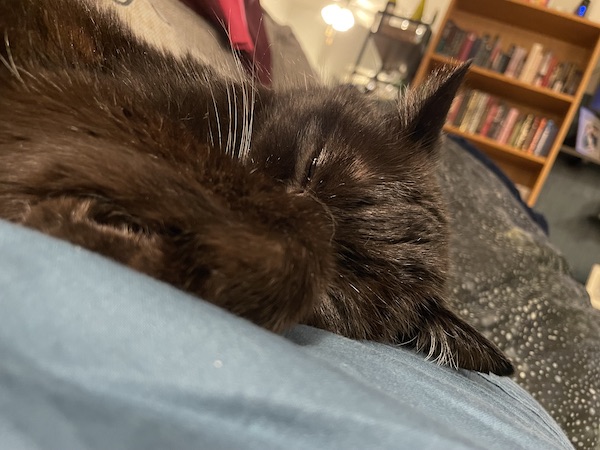 close up photo of a black cat sleeping on a teal pillow