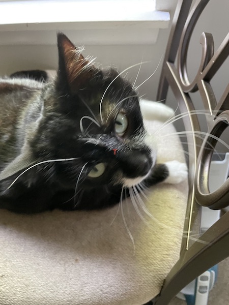 black and white cat with long whiskers looking at camera