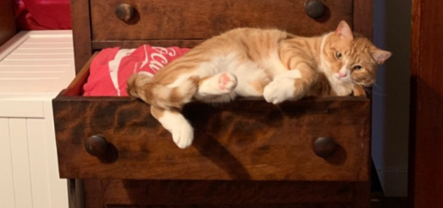 orange cat lying in an open dresser drawer; photo by Liberty Hardy