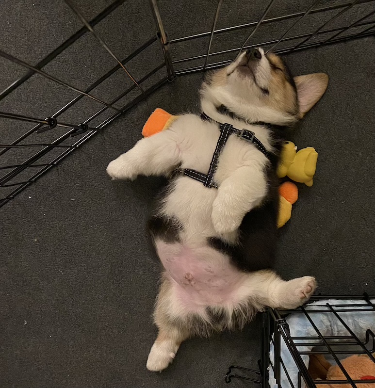Corgi puppy sleeping on his back