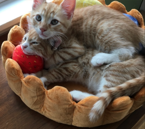 two orange kittens piled up inside a fruit tart cat bed; photo by Liberty Hardy