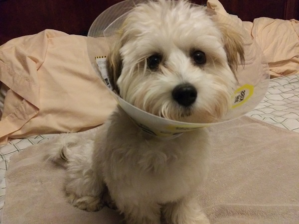 A Havanese puppy in a plastic "cone of shame"