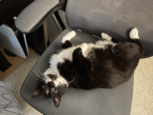black and white cat laying on its back in a gray computer chair