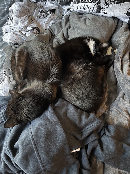 two dark cats sleeping on an unmade bed with their backs touching