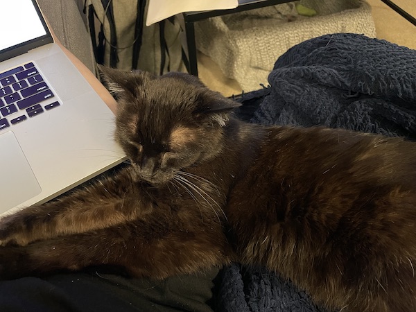 black cat resting its head on the corner of a laptop