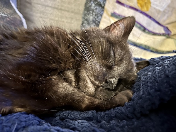 close up of a black cat sleeping on a blue blanket